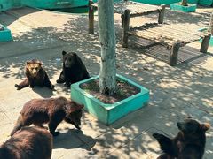 -西霞口神雕山野生动物世界