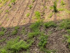 -万源龙顺度假庄园生态观光园