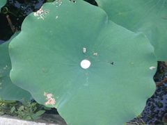 -麦当劳(盐城世纪大道得来速店)