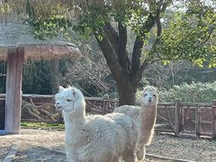 -昆山城市生态森林公园