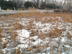 -莲花池公园