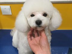 -圆子宠物