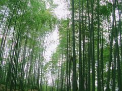 -蜀南竹海景区