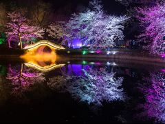 -武汉大学-樱园