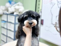 -鑫艺宠物美容培训学校