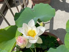-莲花池公园