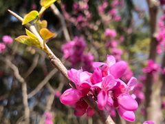 -青枫公园