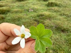 -芦芽山旅游度假区