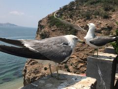 -海驴岛(荣成市)