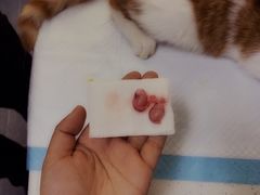 -达爱动物医院·犬猫分区·CT·复杂眼科(远洋山水分院)
