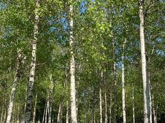 -长春市南湖公园