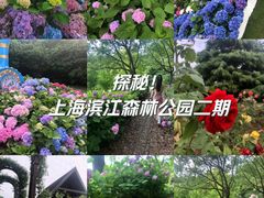 -上海滨江森林公园
