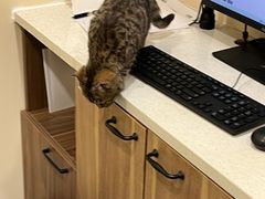 -萌兽医馆·犬猫专科·眼科中心·宠物医院(朝阳门分院)