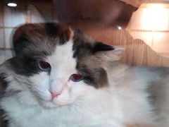 -白兔子密室(长寿路店)