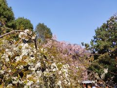 -西安青龙寺遗址景区