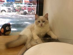 -袖虎宠物·金渐层缅因猫舍(灵芝店)