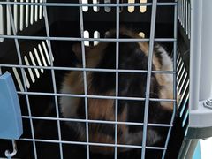 -天宠宠物医院24小时·急重症诊疗中心·全科·腔镜特色(和平分院)