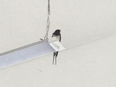 -王四营海鲜市场