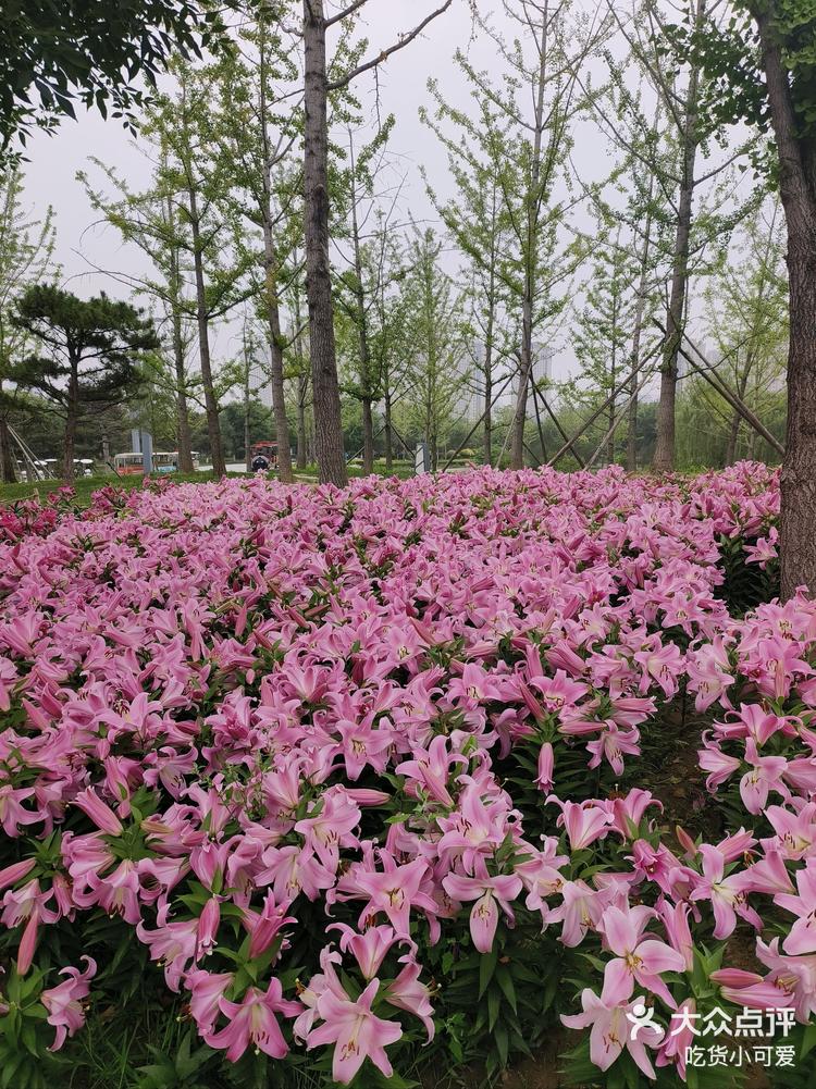 晋阳湖公园赏花图片