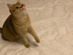 -猫大福·Fortune Cat猫舍(百子湾店)