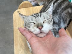 -飞行喵MR PILOT|猫舍·猫咖(静安大融城店)