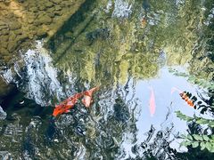 -趵突泉景区