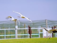 -盐城丹顶鹤湿地生态旅游区