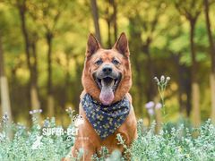 -超宠爱宠物摄影-Super pet