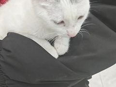 -安安宠医宠物医院·异宠·犬猫内科(岳阳分院)