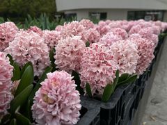 -上海鲜花港
