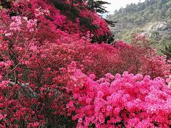-木兰云雾山