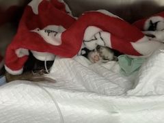 -爱侣宠医·鹦鹉专科·小型哺乳类·异宠专科(灵石路店)