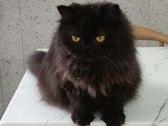 -喵园·猫主题咖啡厅·撸猫·猫咖(国贸店)