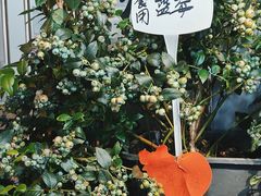-溪岸路花鸟市场