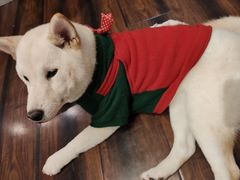 -豆柴町-柴犬主题狗咖(红鼎国际C座店)