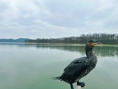 -东湖落雁景区