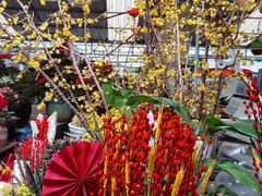 -曲阳花鸟市场(曲阳路店)