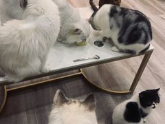 -BABIT巴比特宠物(MOMOPARK店)