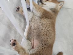 -柴犬小屋·柴餐厅·狗咖食堂(金鼎广场店)