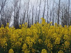 -合肥滨湖国家森林公园