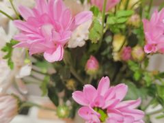 -花鸟鱼虫鲜花绿植市场(玉泉路店)
