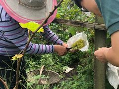 -马陆小张葡萄园农家乐