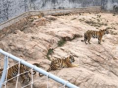 -西霞口神雕山野生动物世界