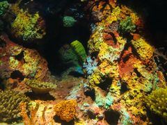 -上海海洋水族馆