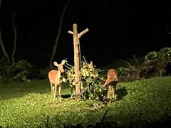 -夜间野生动物园