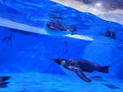 -海合安成都极地海洋公园