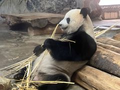 -海南热带野生动植物园