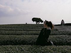 -雪绿茶博物馆