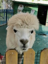 -萌宠亲子动物乐园(槐房万达店)