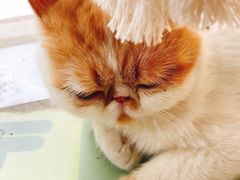 -喵屿·大理花园猫咖